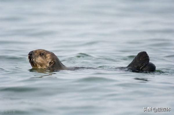 農村老人經常說的“水猴子”是什麼物種?為何不讓孩子靠近水邊? 農村老人經常說的“水猴子”是什麼物種?為何不讓孩子靠近水邊?