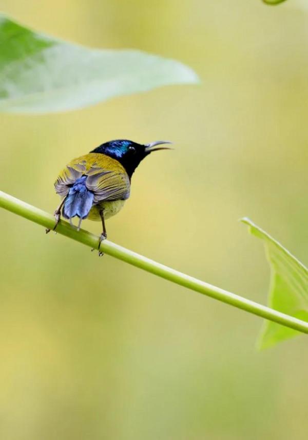 分享圖片,色彩斑斕,美麗無比的太陽鳥 分享圖片,色彩斑斕,美麗無比的太陽鳥