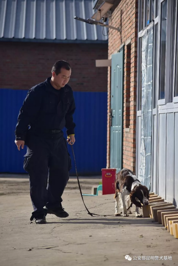 小頑皮“金子”——警犬訓練故事