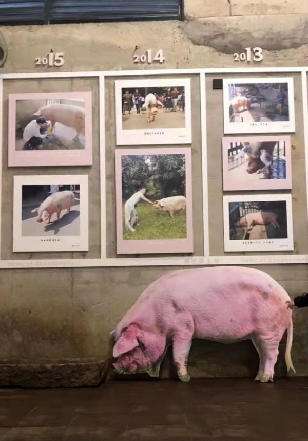豬堅強永遠堅強!“豬型立牌”現身建川博物館 豬堅強永遠堅強!“豬型立牌”現身建川博物館