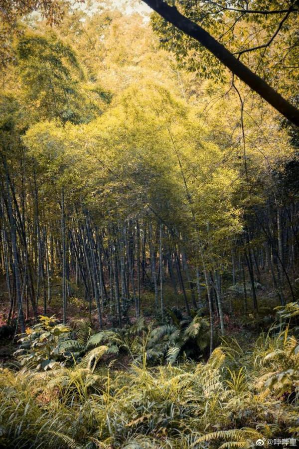 虎年說福 &vert; 尋虎記：福建帶&OpenCurlyDoubleQuote;虎&rdquo;字的山名，你知道幾個？