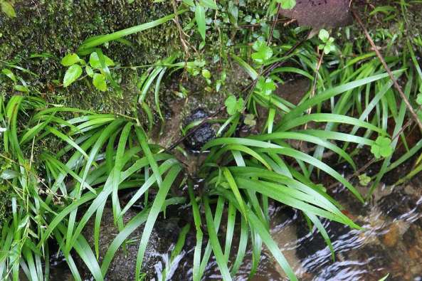 河邊石縫中常見的野草,外形酷似石蒜,價值珍貴,遇見記得帶回家 河邊石縫中常見的野草,外形酷似石蒜,價值珍貴,遇見記得帶回家