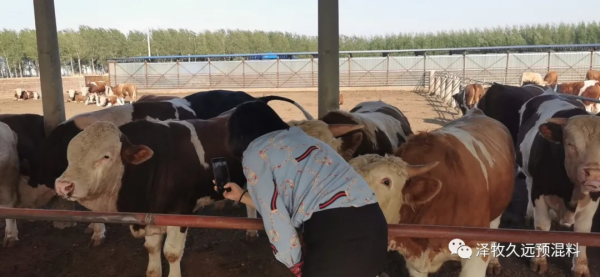 肉牛豆粕加得多、長得還慢？原來問題都在這裡