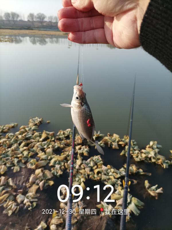 冬季魚類的致命誘惑，更換後果然立竿見影