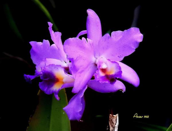 卡特蘭，雍容華麗，嬌豔多姿。譽稱&OpenCurlyDoubleQuote;洋蘭之王&rdquo;