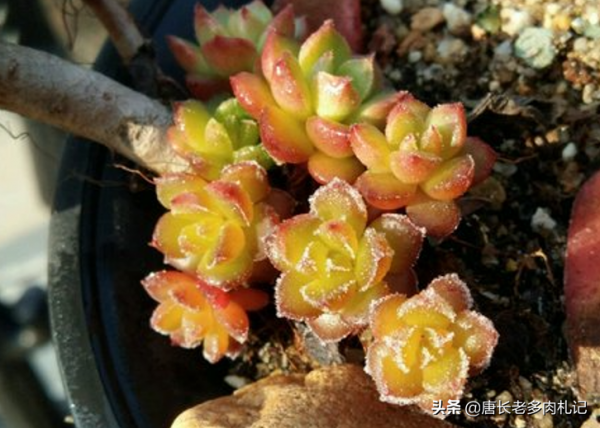 多肉沒收進室內，被凍得嘎嘣脆？別扔，這樣處理興許還能活過來