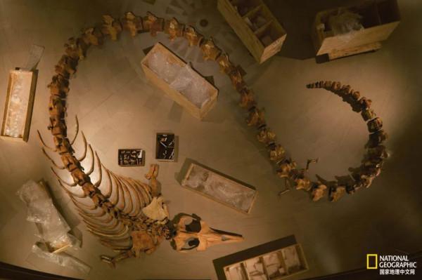 鯨居然長過腿 鯨居然長過腿