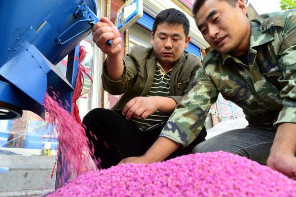 小麥播種前,要不要拌種?怎麼拌種?一看就懂 小麥播種前,要不要拌種?怎麼拌種?一看就懂