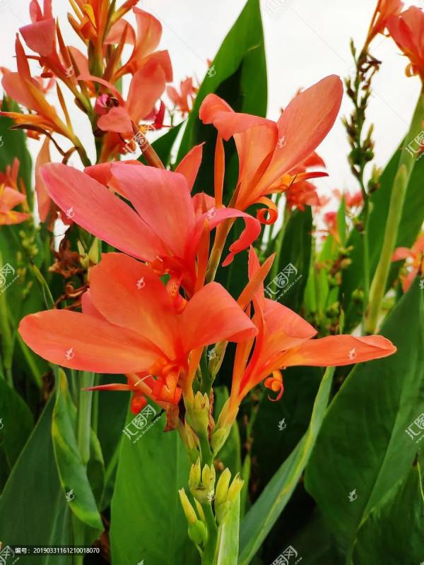 美人蕉,只開花,不結果 美人蕉,只開花,不結果