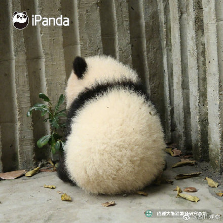 熊貓寶寶不靠顏值取勝 靠背影就夠了 熊貓寶寶不靠顏值取勝 靠背影就夠了