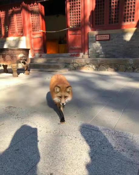 黑天鵝、小狐狸、遷徙水鳥排排坐 北京文化帶上的萌物們在等著你 黑天鵝、小狐狸、遷徙水鳥排排坐 北京文化帶上的萌物們在等著你