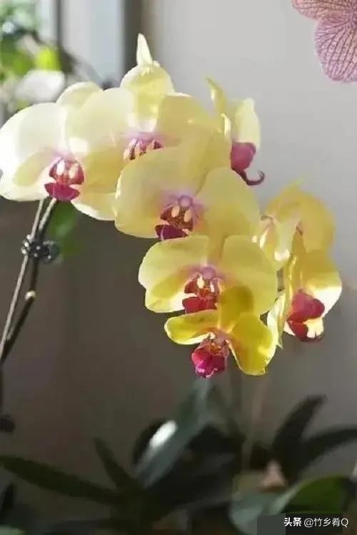 奇形怪狀的漂亮蘭花