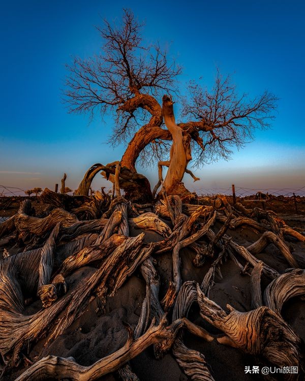 額濟納這些最美秋色,今年看不到了,來年你要去嗎? 額濟納這些最美秋色,今年看不到了,來年你要去嗎?