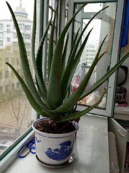 這&OpenCurlyDoubleQuote;3種&rdquo;植物，在家養1盆，能減少甲醛、細菌，使家人更健康
