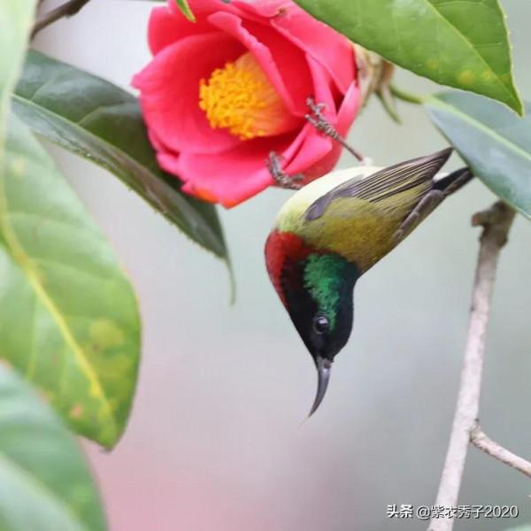 茶花滿樹開，眾多鳥兒來