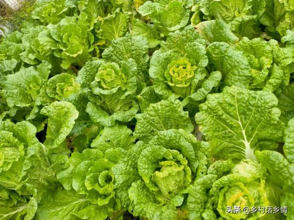 給白菜和蘿蔔施肥,這幾種肥料不能隨便用,長不好還難吃 給白菜和蘿蔔施肥,這幾種肥料不能隨便用,長不好還難吃