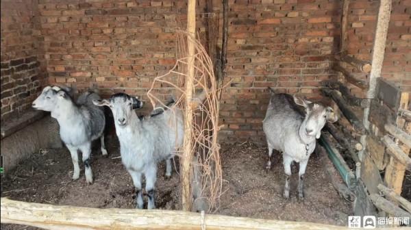 清華女博士北京開店賣家鄉菏澤羊肉：想吸引更多人投身鄉村振興