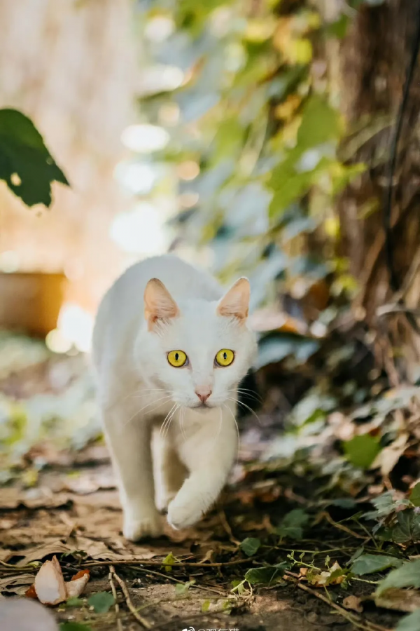 岳家槍和楊家槍能區分了嗎？