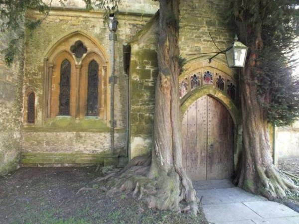 1891歲大樹的年輪，大象推翻汽車，喜鵲騎著白頭鷹，鬣狗飼養員