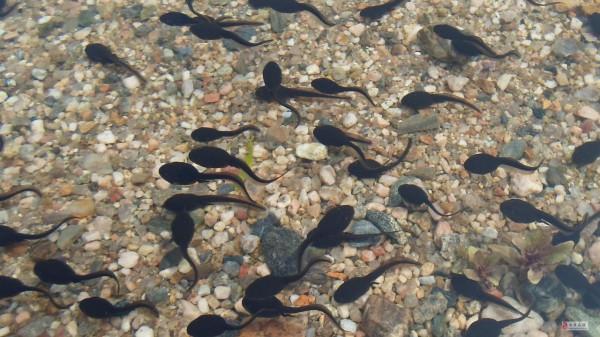 小蝌蚪長成青蛙有多坎坷，6000只卵只有6只能成為青蛙，真不容易