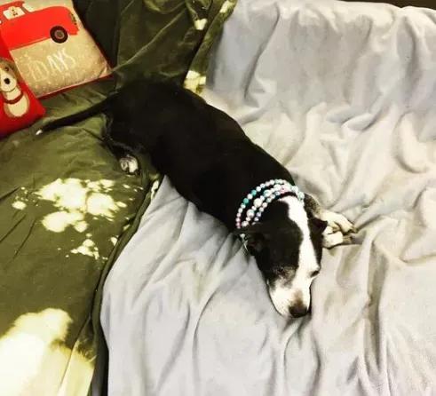 “這狗我不想要了,安樂死了吧!”愛狗可以!養狗,請三思 “這狗我不想要了,安樂死了吧!”愛狗可以!養狗,請三思