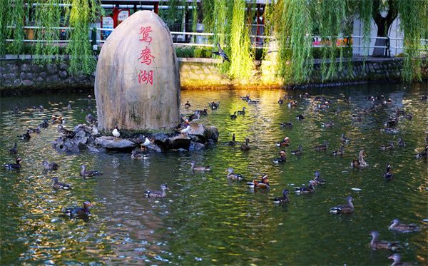 300多隻大場面 300多隻大場面