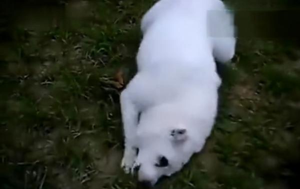 貝爺都覺得難吃的傢伙,狗狗咬了口立刻吐了出來 貝爺都覺得難吃的傢伙,狗狗咬了口立刻吐了出來