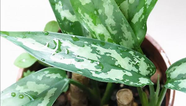 5種耐陰好養的綠植,澆點水就能活,冬天養護最適合 5種耐陰好養的綠植,澆點水就能活,冬天養護最適合