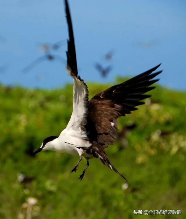 分享&mdash;&mdash;珍貴的稀有鳥類