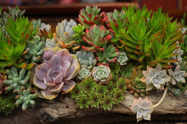 山東小夥辦寵物農場，賣萌寵年入1800萬，帶動村民走上致富路