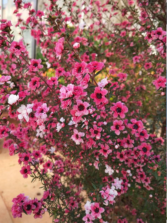 一種花像“松”又像“梅”,花色三變,易爆盆,開花持續小半年 一種花像“松”又像“梅”,花色三變,易爆盆,開花持續小半年