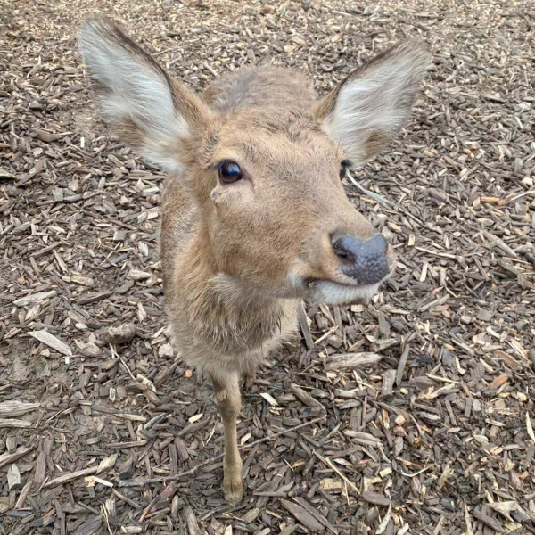 2022&period;1&period;29至1&period;31園園日記：梅花山探梅偶遇，報恩塔上走走