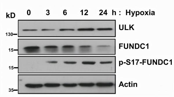 轉錄後特殊修飾結構識別抗體制備 轉錄後特殊修飾結構識別抗體制備