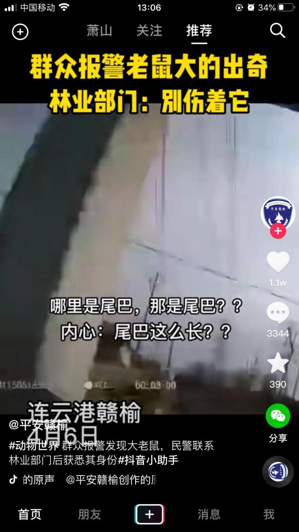 長這麼大才知道水老鼠是國家一級保護動物