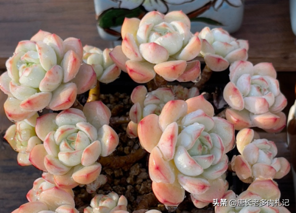 多肉蜜桃格林和香草比斯，二者長得確實挺像，但細看卻有5處不同