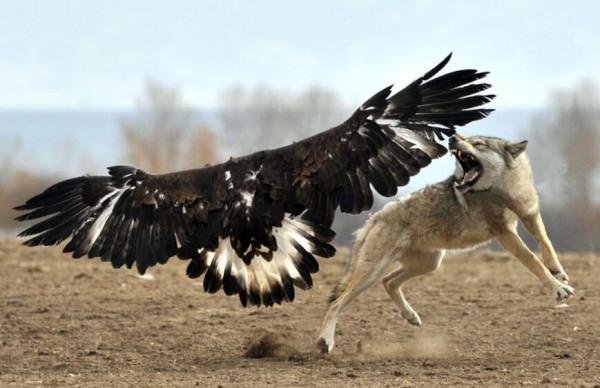 母狼卓瑪：孤狼獨自養育幼崽，卻遭金雕襲殺，母狼潛伏數月終復仇