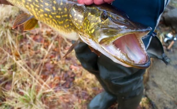 狗魚的新生！吃得多、不長肉，如今成了軟黃金