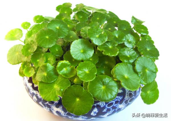 8種“喜水花”，不怕澆死了，越澆水長得越旺，手不勤養不活