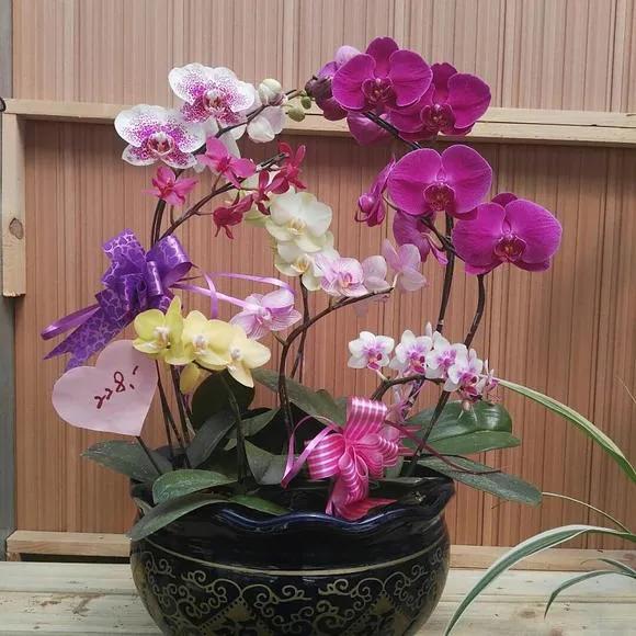 極品蝴蝶蘭