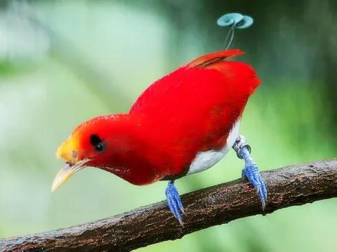 100幅美麗的鳥圖欣賞