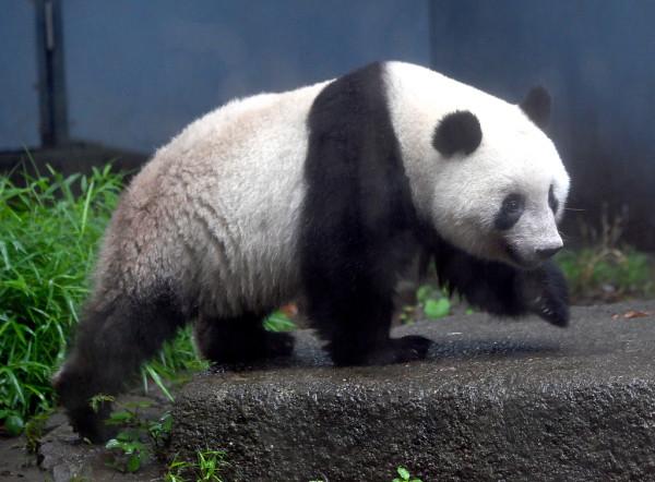 受疫情影響 旅日大熊貓“香香”歸還中國時間再被推遲