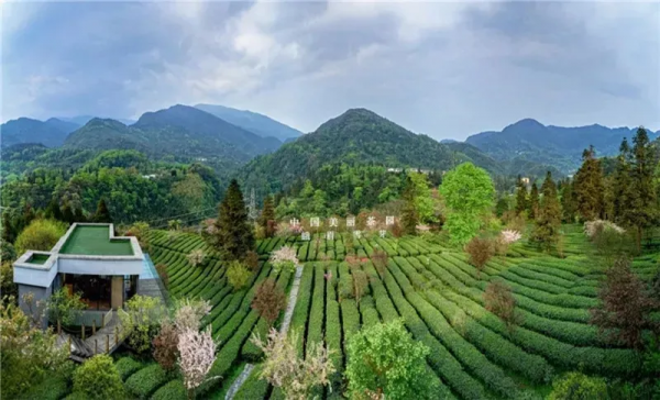 開門紅！又一產茶省首破&OpenCurlyDoubleQuote;千億&rdquo;大關