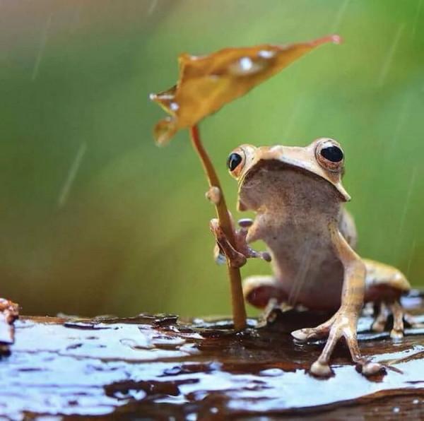 什麼情況,青蛙的寫真照也能這麼可愛?我不允許有人沒看過 什麼情況,青蛙的寫真照也能這麼可愛?我不允許有人沒看過