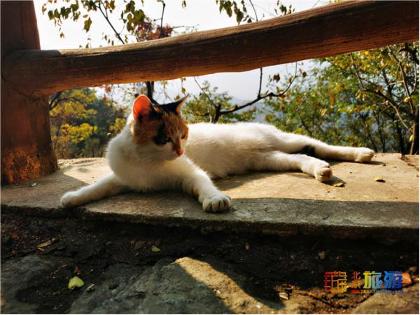 領略深秋慕田峪長城的層林盡染 感受明長城文化的精華 領略深秋慕田峪長城的層林盡染 感受明長城文化的精華