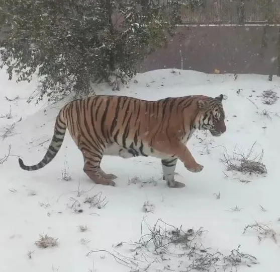活動預告 &vert; 2022年神州荒漠野生動物園&OpenCurlyDoubleQuote;迎虎年、展虎威&rdquo;