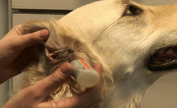 狗狗這些“怪異表現”，不是在逗樂主人，而是身體不適