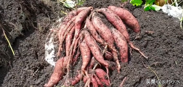 在家用蛇皮袋種紅薯，方法省事又省地方，5個月後能收穫一大袋