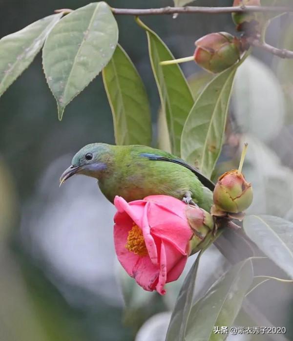 橙腹葉鵯（雌）