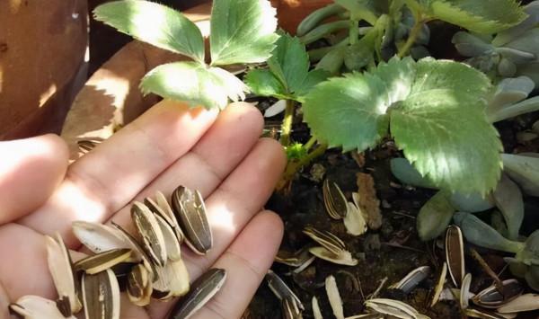 冬天養花成本“高”，試下這3“垃圾”，不花1分錢，花開爆不停