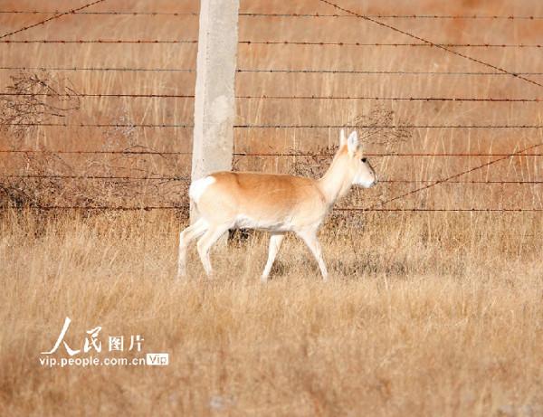 呼倫貝爾：野生黃羊遷徙忙
